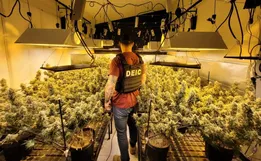 Preso por plantar supermaconha em SC diz que estudou bastante sobre cultivo da droga