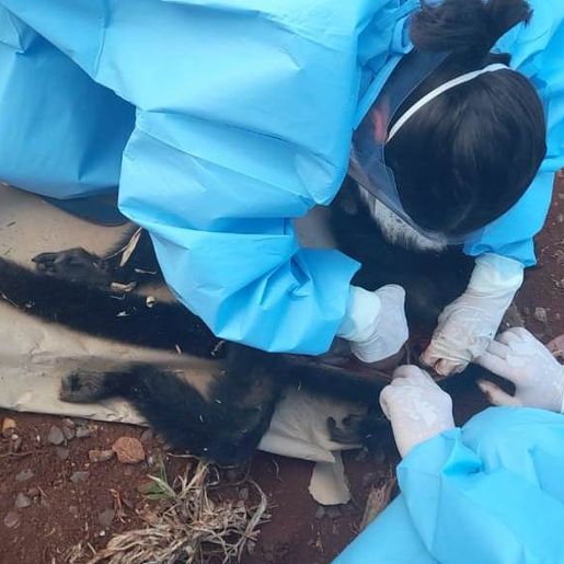 Macaco é encontrado morto no interior de São José do Cedro 