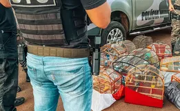 Mais de 15 aves silvestres são apreendidas em uma residência no Oeste de SC