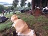 Raio mata 16 vacas em propriedade do Oeste