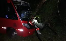 Árvores na pista causam acidentes na SC 163