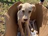 Polícia Civil resgata cachorro vítima de maus-tratos 