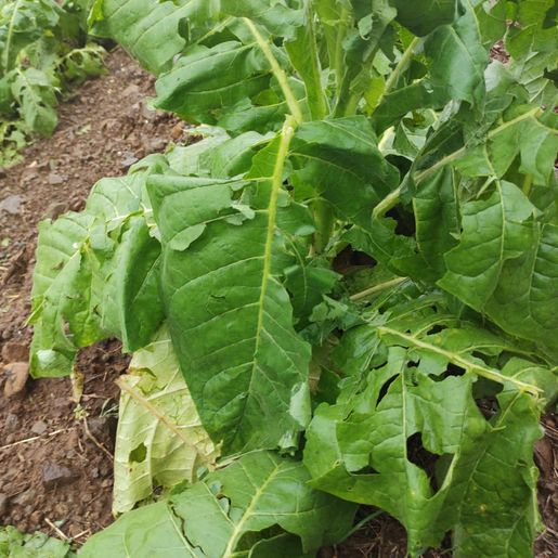 Levantamentos confirmam que 100 mil pés de tabaco foram perdidos com temporal