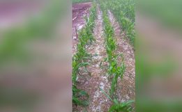 VÍDEO: Guaraciaba registra granizo e destelhamento durante temporal
