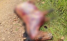 Cavalo é achado morto com patas cortadas e couro arrancado