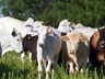 Epagri realiza capacitações para criadores de gado de corte em São João do Oeste