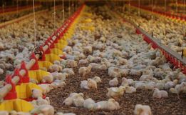 Ministério da Agricultura descarta três casos de gripe aviária; suspeita em SC segue em análise