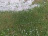 VÍDEO: chuva de granizo é registrado no interior de Palma Sola