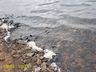 Monitoramento do Rio Uruguai é ampliado após barragem reduzir vazão de água