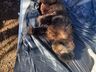 Segundo macaco é encontrado morto em Itapiranga em menos de 15 dias