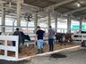 Animais da Mercoleite começam a chegar no parque de exposições