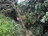 Mulher fica ferida após veículo capotar na BR-282 em SMOeste