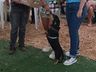 Desfile de cães tem presença de 20 animais na Efrait 2024