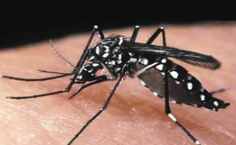 Município registra primeiro caso de dengue no ano
