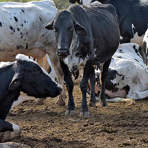 Falta de chuvas afeta plantio e desenvolvimento das pastagens de verão