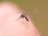 Município de Guaraciaba confirma primeiro caso de dengue em 2025