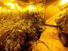 PM encontra estufa com mais de 400 pés de maconha dentro de casa 
