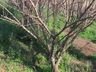 Poucos dias de frio prejudicam a produção de frutas