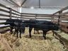 Parque de exposições começa receber animais para 11ª Efrait