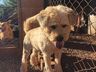 Ong Amigo Bicho anuncia superlotação e suspende recolha de animais