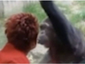 Mulher é expulsa de zoológico após manter caso com chimpanzé por quatro anos