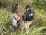 PRF encontra quase 500 kg de maconha às margens da BR-282 em Iraceminha