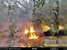 VÍDEO: Bombeiros que atuaram na Operação Pantanal retornam a SC