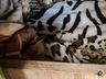 ONGs recolhem cães que tiveram caudas cortadas em São Miguel do Oeste