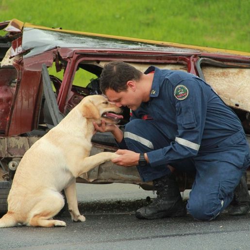 Dia Internacional do Cão de Busca e Resgate: veja como são os treinamentos em SC