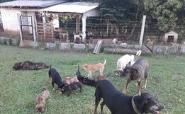 Protetora de animais pede ajuda para manter cães retirados da rua