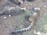 Operação “Ame Bicho” prende duas pessoas por caça ilegal e maus-tratos a animais
