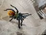 FOTOS: 64 aranhas e três escorpiões são apreendidos em Joinville