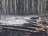 Fogo consome um hectare de reflorestamento em Itapiranga  