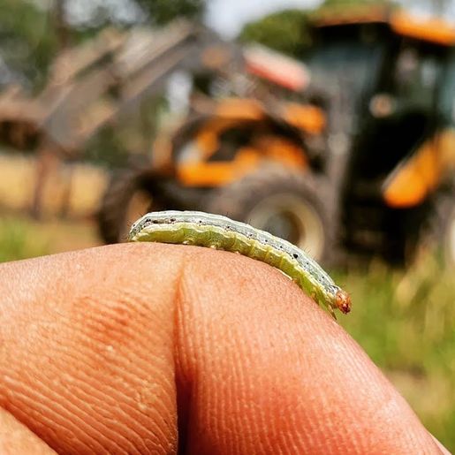 Ataque de lagartas nas pastagens preocupa Epagri