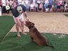 Desfile de cães tem presença de 20 animais na Efrait 2024