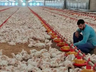 Agronegócio catarinense bate recordes com exportações de frango e suínos