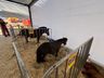 Mais de 100 expositores movimentam a Expo Campo Erê 2025