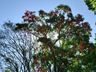 Engenheiro agrônomo destaca floração da corticeira, uma árvore medicinal