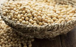 El Niño faz SC ter queda brusca na produção de soja e milho em 2024, aponta IBGE