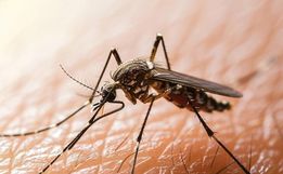 Santa Catarina registra mais de 366 mil casos prováveis de dengue