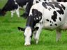 Mais de mil inseminações foram realizadas através do programa de melhoramento genético