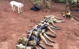 Três pessoas são presas em operação de combate a caça ilegal