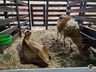 Itapiranga projeta 30 mil pessoas na Efrait