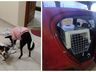 Cachorras morrem após serem esquecidas por seis horas em carro de pet shop em SC
