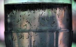 Santa Catarina é o segundo estado com mais mortes por dengue em 2022