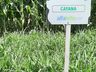 Cooperalfa promove campo tecnológico de pastagens de verão em SJCedro