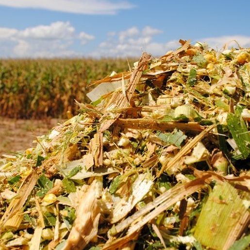 Região registra alta produtividade em silagem de milho 