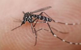 SC tem 45,6 mil focos do Aedes aegypti em 2025 e casos em pleno outono preocupam, diz SES