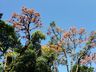 Engenheiro agrônomo destaca floração da corticeira, uma árvore medicinal