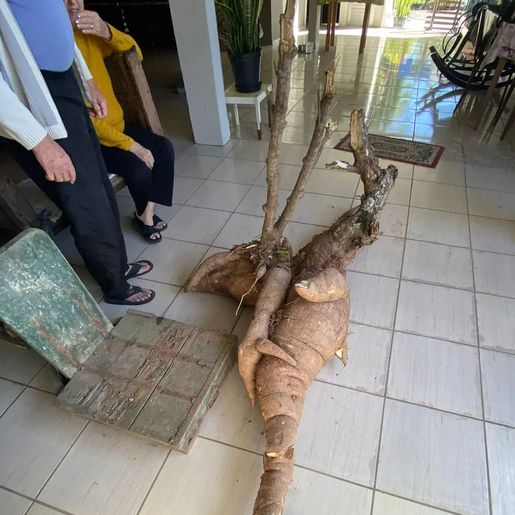 Pé de mandioca gigante de 112 kg levou 4 horas para ser colhido em SC
